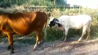 نيك الحياة البرية: مقطع وحشية غير مُروّض