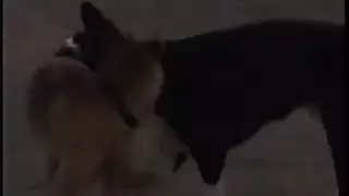 إباحية خارجية: نكاح في مزرعة عنب مع أثداء ضخمة